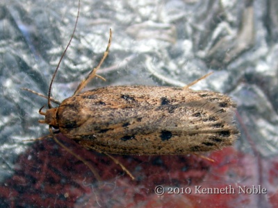 Hofmannophila pseudospretella (brown house moth) Kenneth Noble